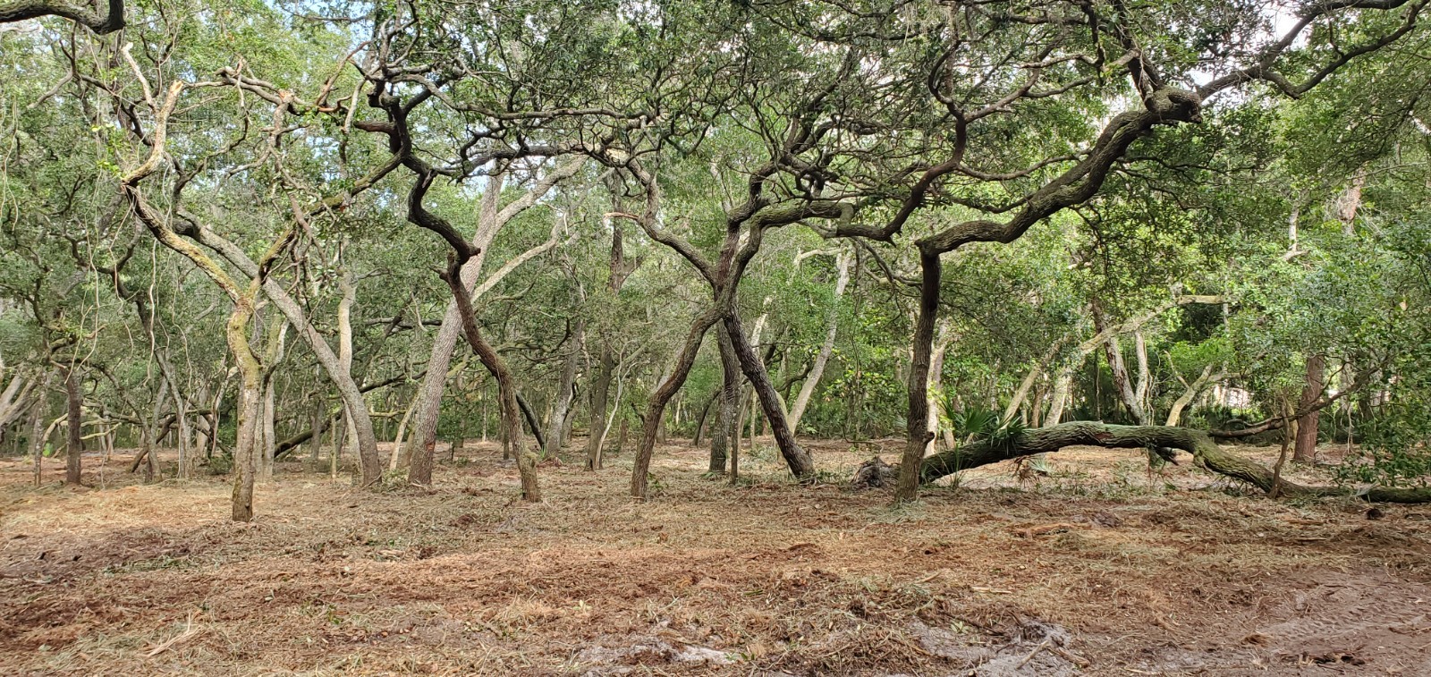 Sale Private Vacant Ag Land Lot 1 Acre in Putnam County FL Florida Crescent City