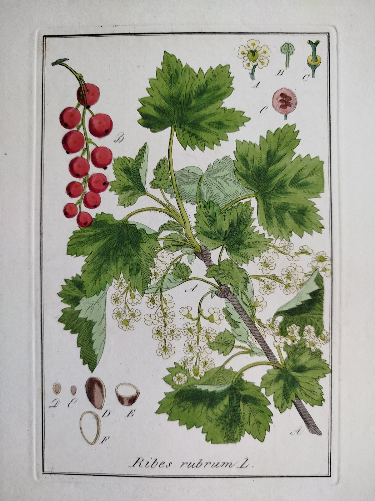 Berry Rubus rubrum - Winkler Medicinal Plants Botany Coloured - 1840