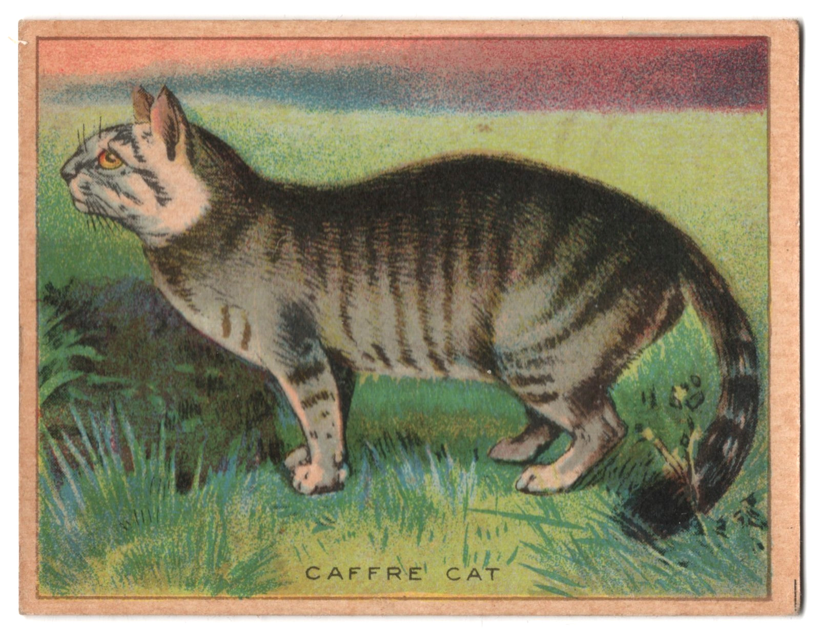 1925 Caffre Cat Trading Card FC1 Harry Horne Jelly Like T29 Hassan Tobacco