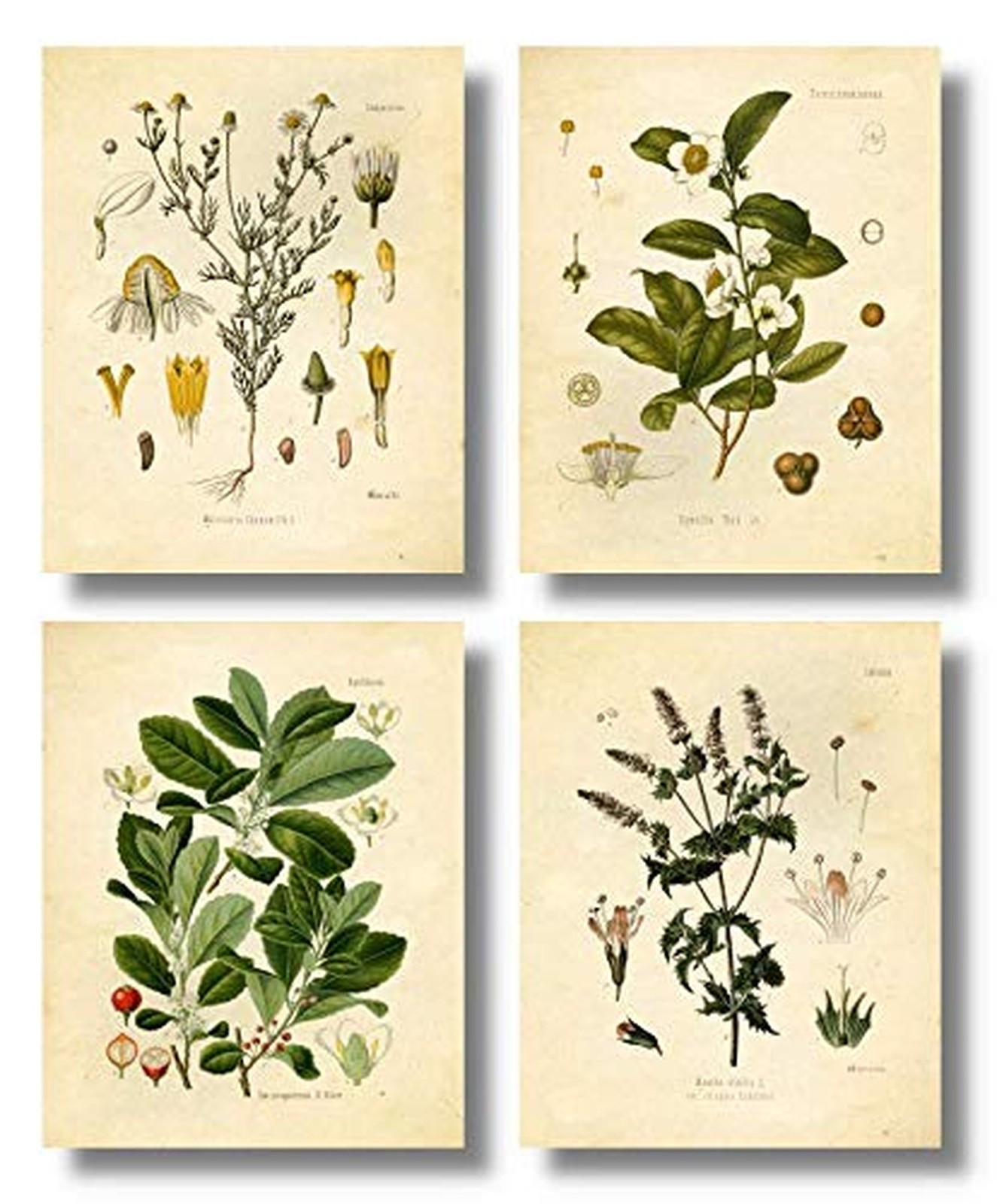 Ink Inc. Vintage Botanical Prints | Tea Wall Art Tea, Mate, Chamomile, Mint |...