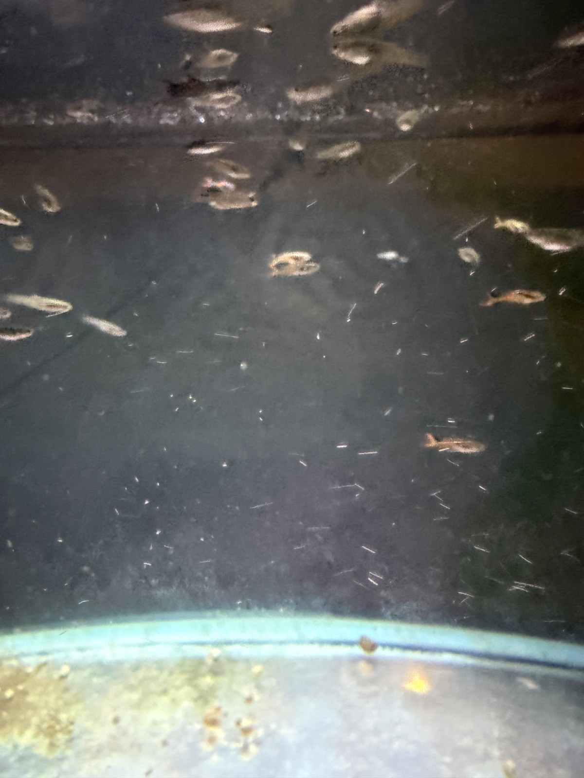 endlers livebearers, endlers guppy, endler's livebearer live fish