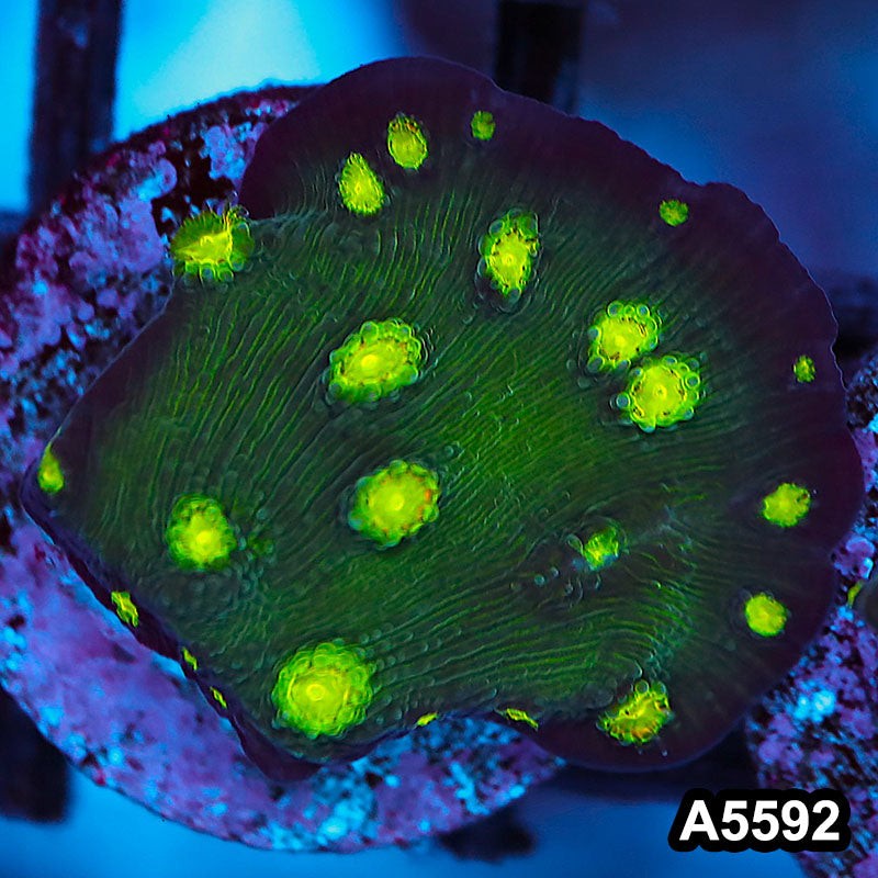 Item#A5592FM5592(S) WYSIWYG Hollywood Stunner Chalice Frag