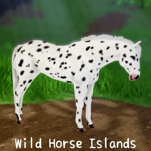 🌸 WILD HORSE ISLANDS 🌸 BLACK LEOPARD APPALOOSA 🌸 STATS SHOWN 🌸 READ DESC