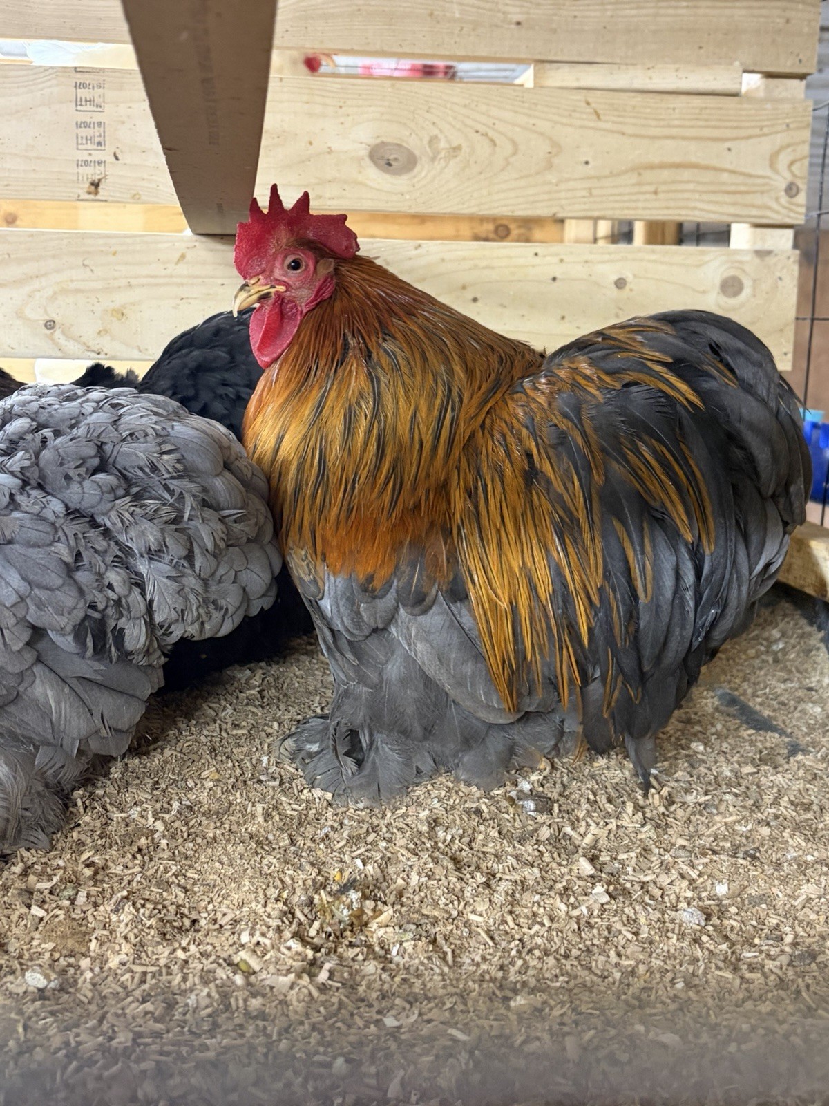10+ Lemon Blue Cochin Bantam Hatching Eggs