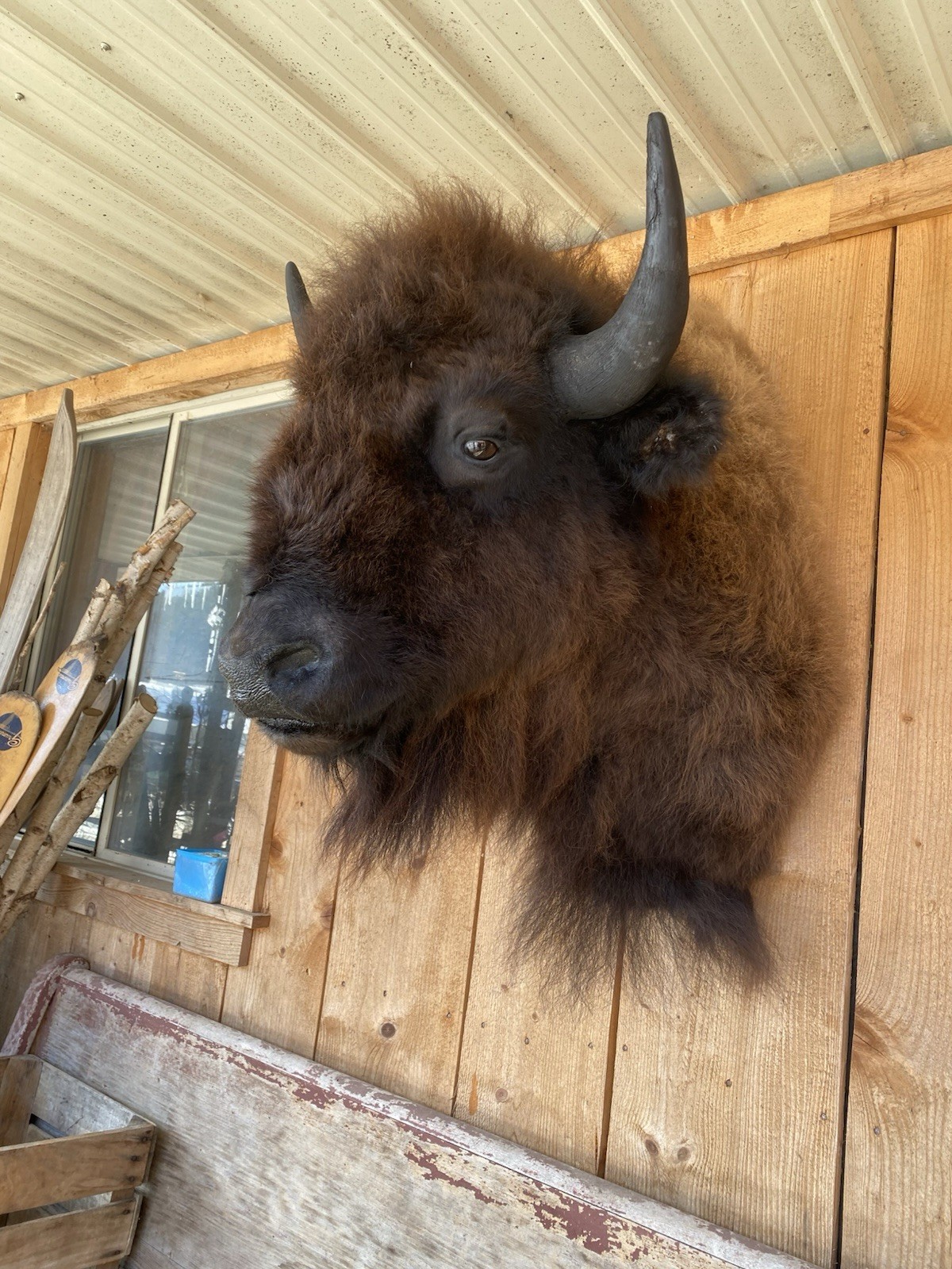 FHDAR6- XL Buffalo Taxidermy Shoulder mount Bull