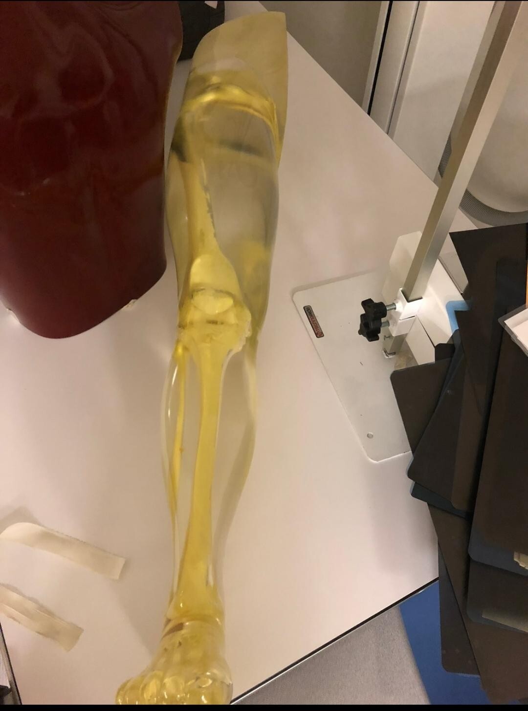 X-Ray Phantom Complete Transparent Right Leg