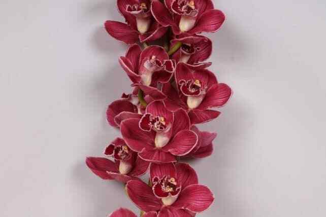 Burgundy Red Cymbidium Orchid 10 stems