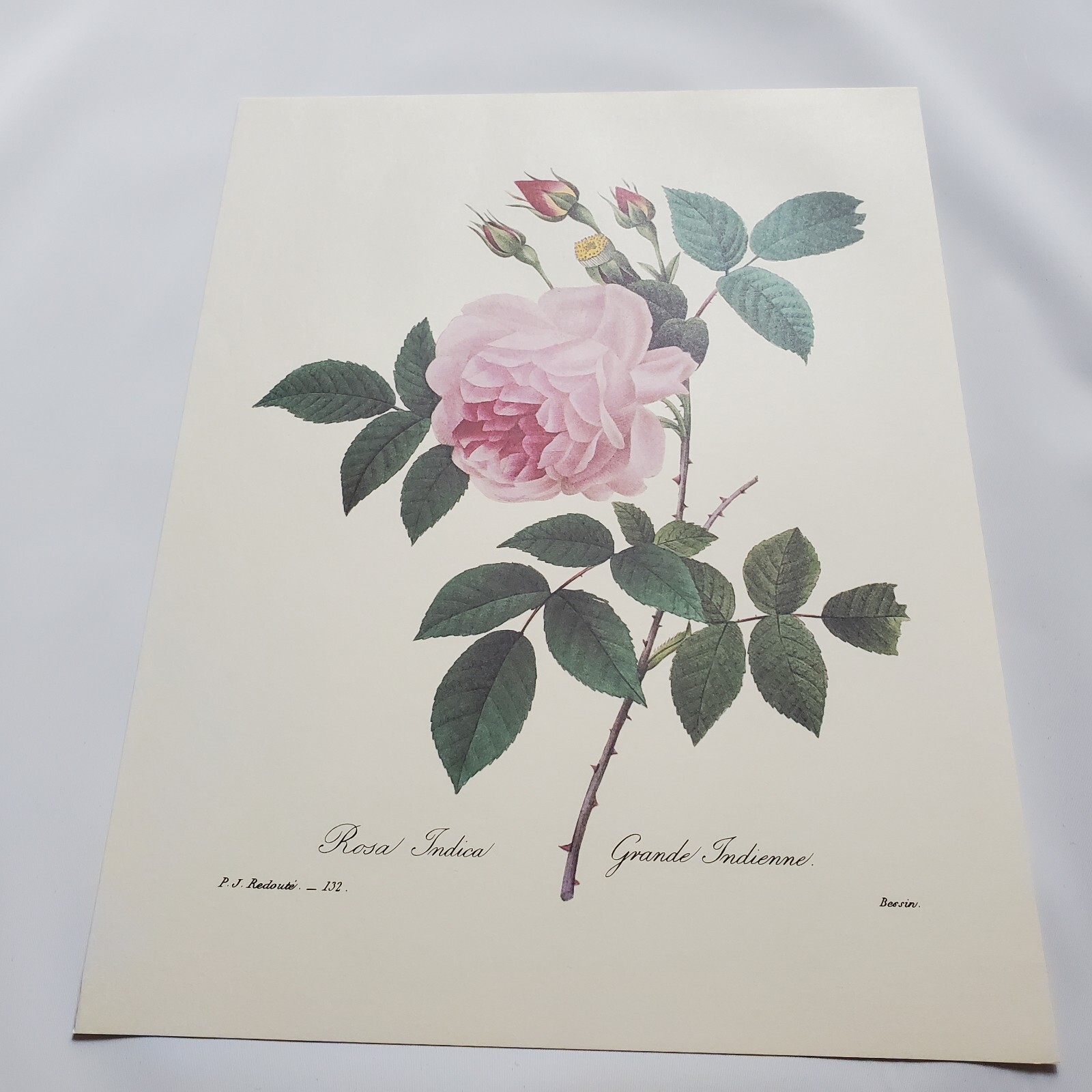 Pierre-Joseph Redoute PJ Print Botanical Flower Plant Garden Rosa Rose Indica 