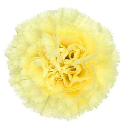 Yellow Carnation Flower 175 stems