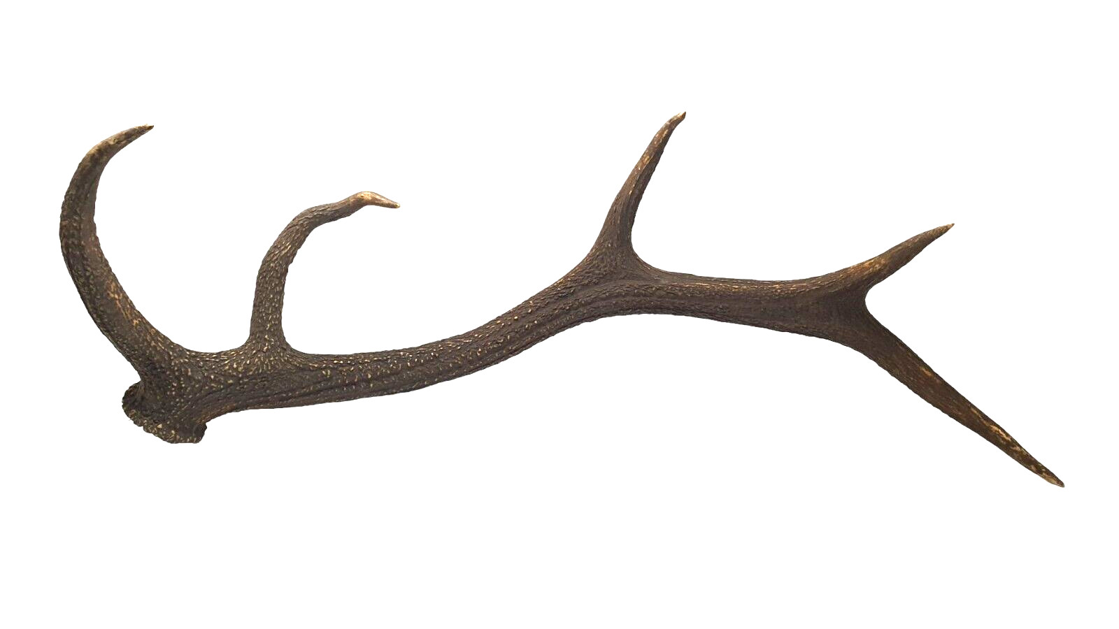 Superb Taxidermy Deer Antlers 5 Points Curiosities Cabinet Trophy