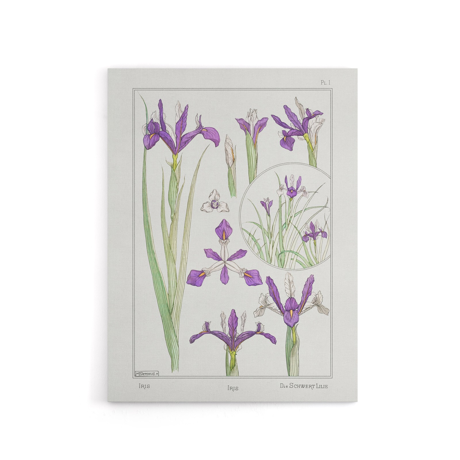 Purple Iris Flower Canvas Wall Art Print Vintage Floral Verneuil