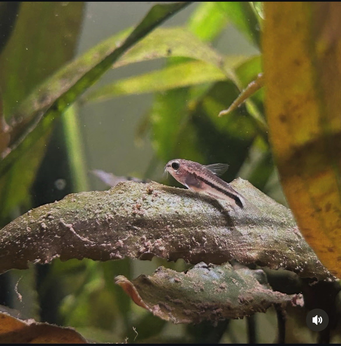 |LIVE FISH| 12 Pygmy Corydoras