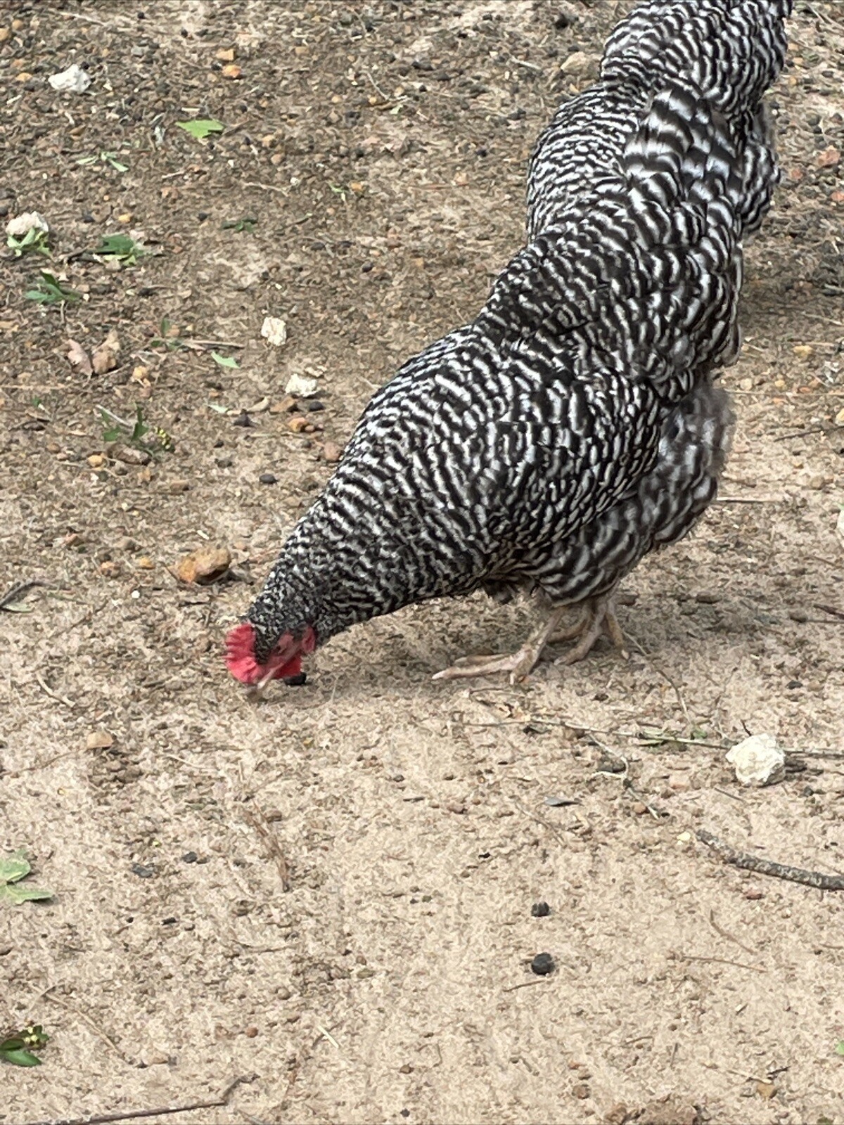 10+2 extrazBarnyard Mix,Rare Ayam Ameraucana,barred Rock Polish Silkies