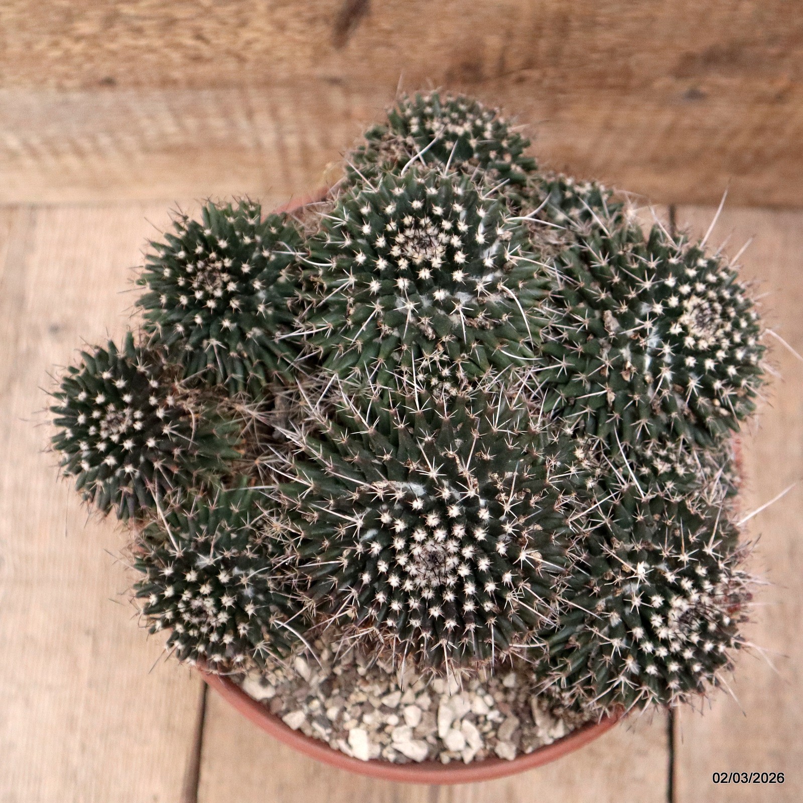 D7928 MAMMILLARIA AMAJACENSIS pot22-H14-W24 cm MaMa Cactus