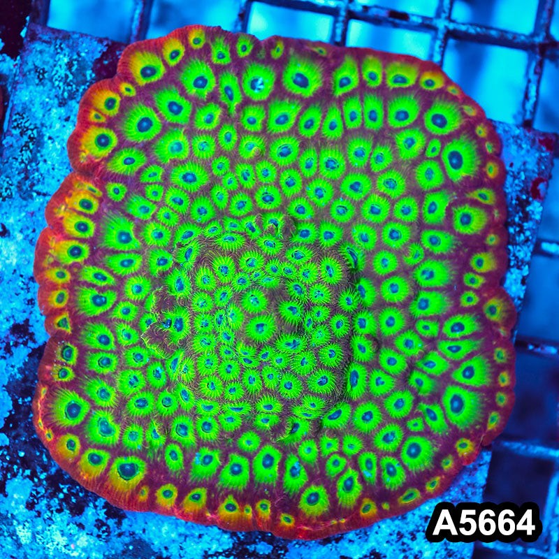 Item#A5664FM5664(M) WYSIWYG Spicy Lemon Favites Colony