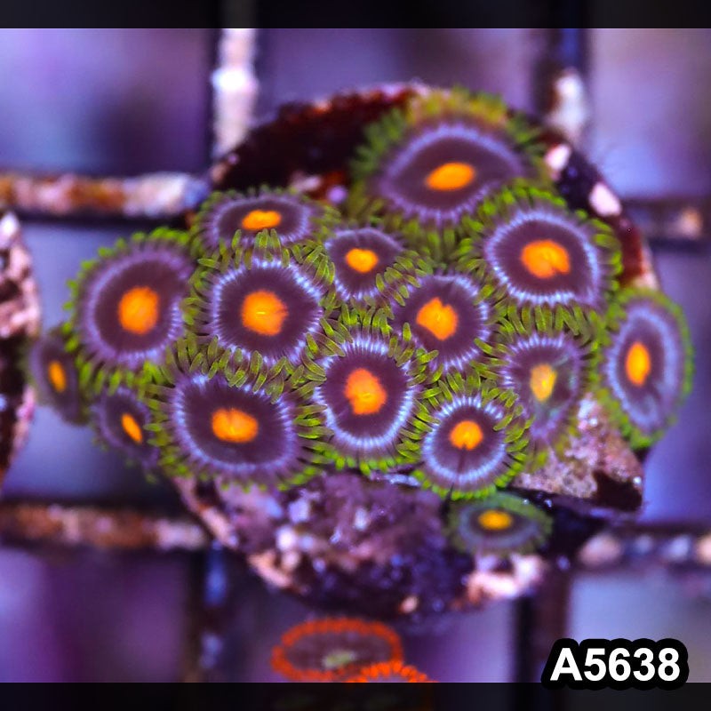 Item#A5638LP5638(S) WYSIWYG Indo Ultra Zoanthid Frag