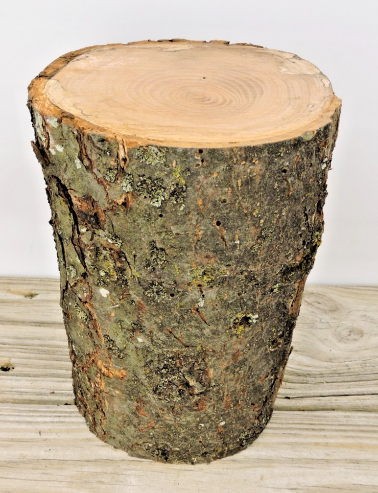 8" Apple Wood Stick Log Chunk 5 3/4~6"D Spalted Live Edge Driftwood Untreated