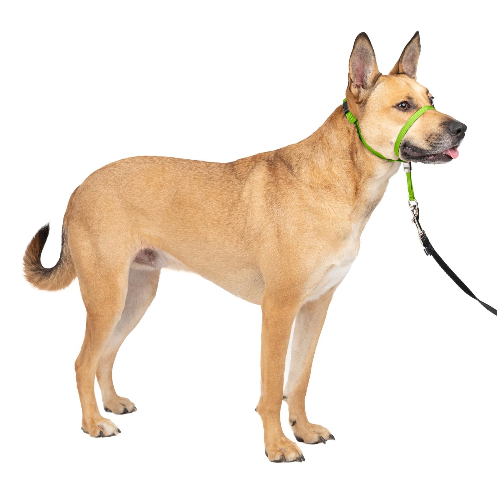 Gentle Leader Headcollar Adjustable Padded Nylon No Pull Dog Collar PetSafe