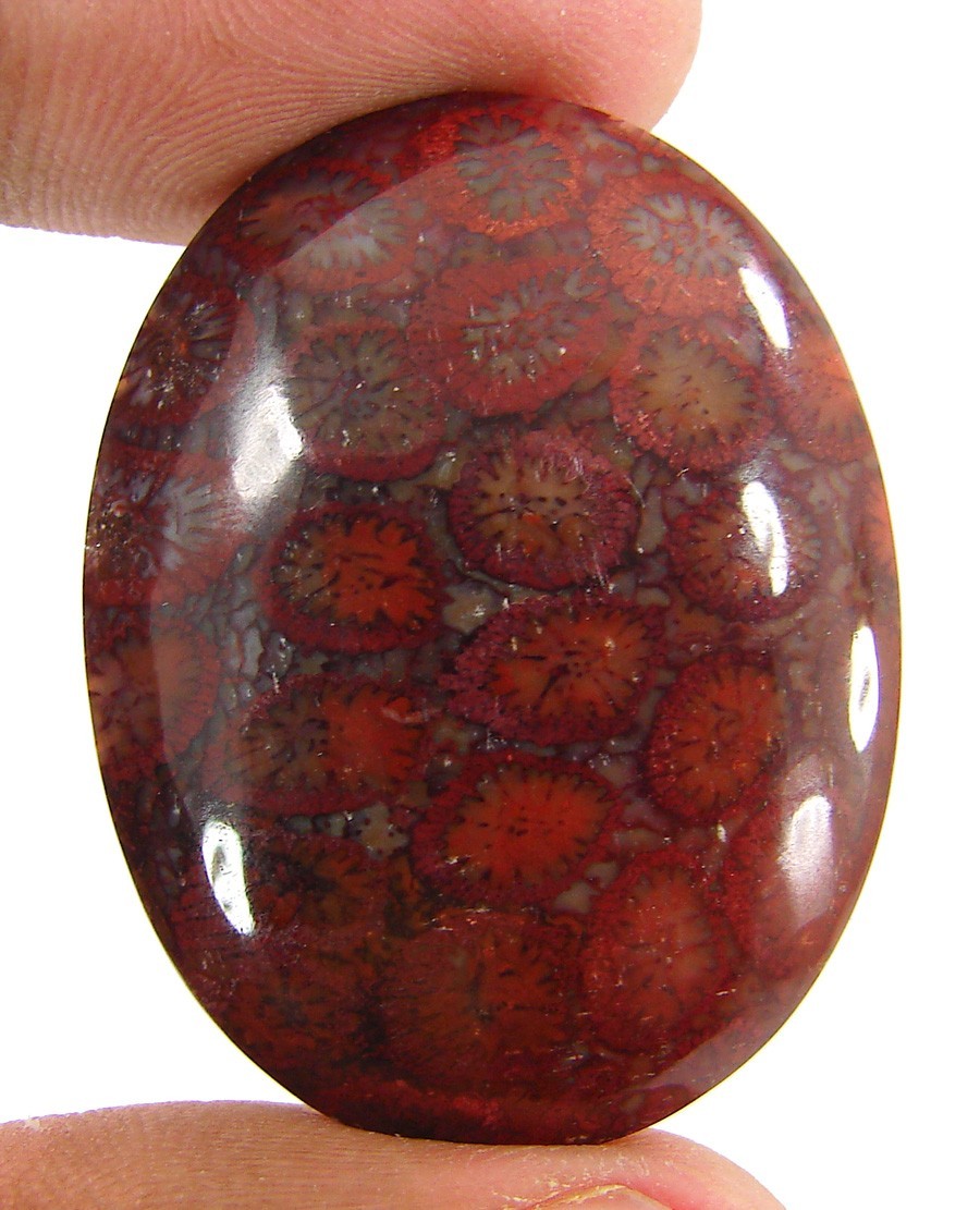 43.75 Ct Natural Fossil Coral Loose Gemstone Cabochon Wire Wrap Stone - 63019