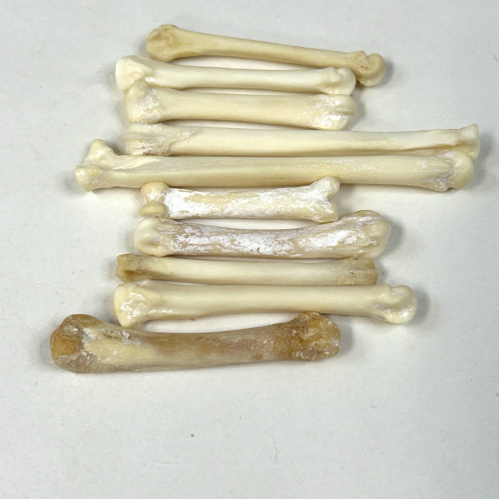 Lot Of 10 Real Taxidermy Fox Foot Bones Odd Unique Weird Goth Cleaned #3663