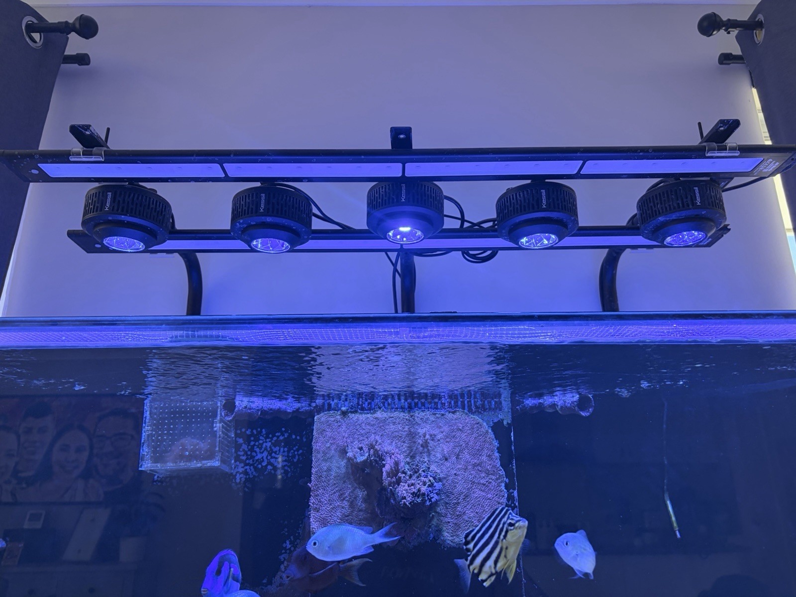 Kessil A360x Tuna Blue Led