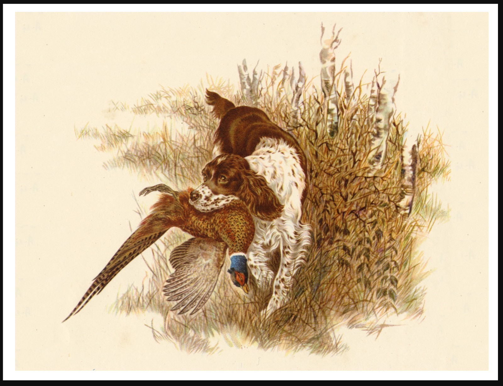 ENGLISH SPRINGER SPANIEL DOG ART PRINT POSTER  DOG CARRYING PHEASANT