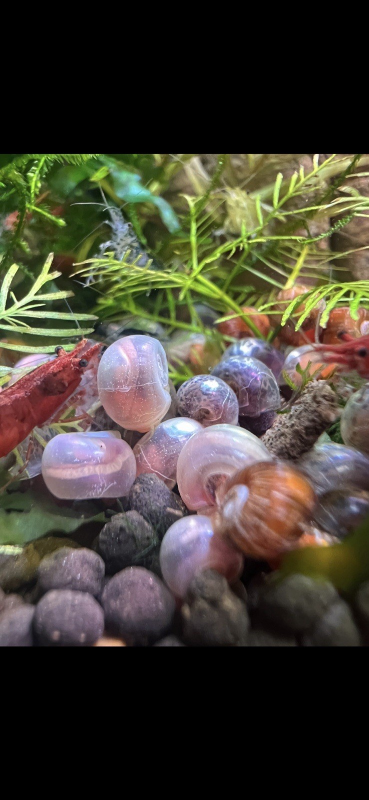 50+ Pink Orange Leopard Ramshorn Snails Live Freshwater Aquarium BREEDING COLONY