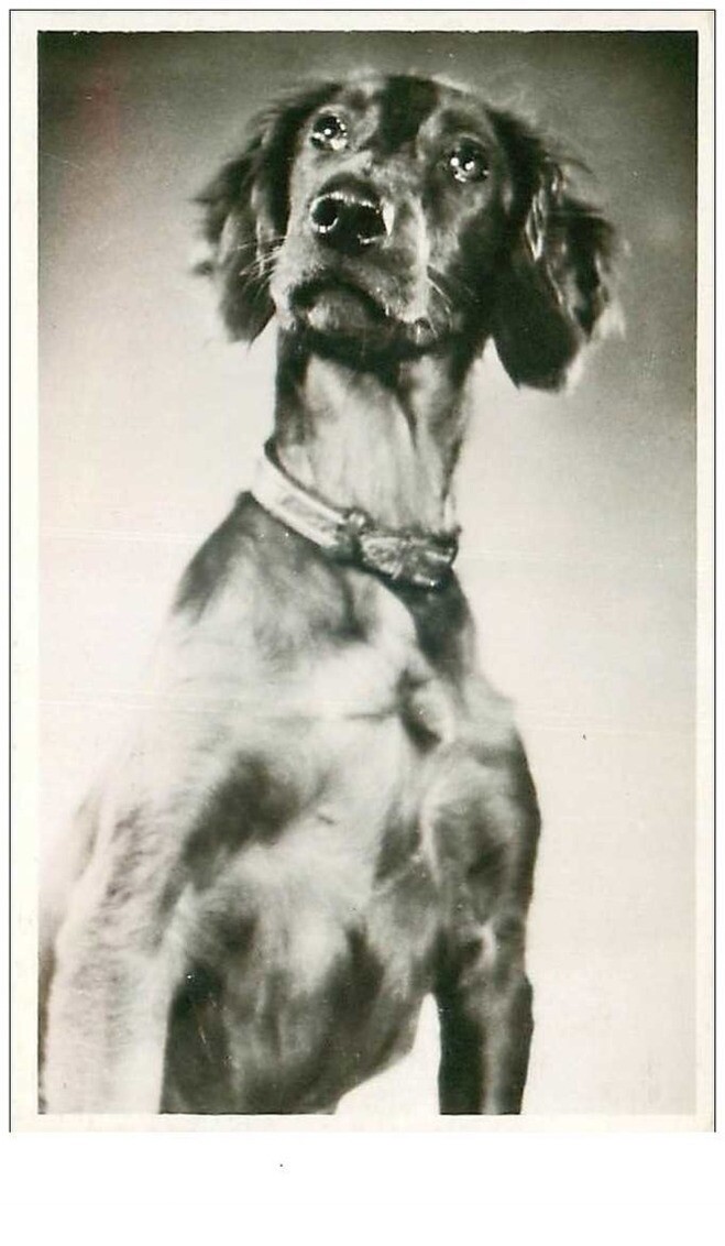 Dogs No. 24218 Dog Feeling Unhappy