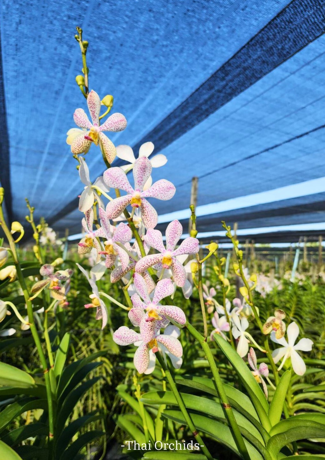 3 Branches Mokara Christin white ORCHIDACEAE White dot purple color
