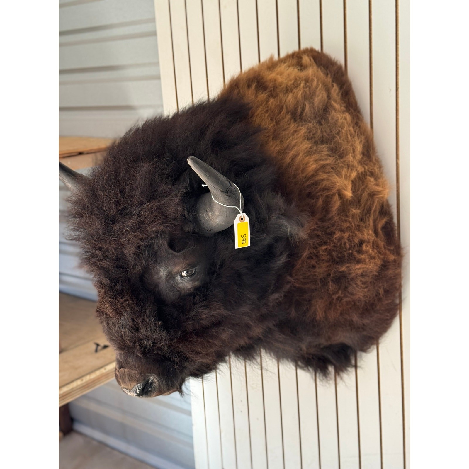 FHDAR355-XL Buffalo Taxidermy Shoulder mount Bull