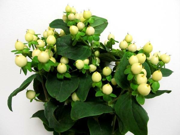 White Hypericum Berries