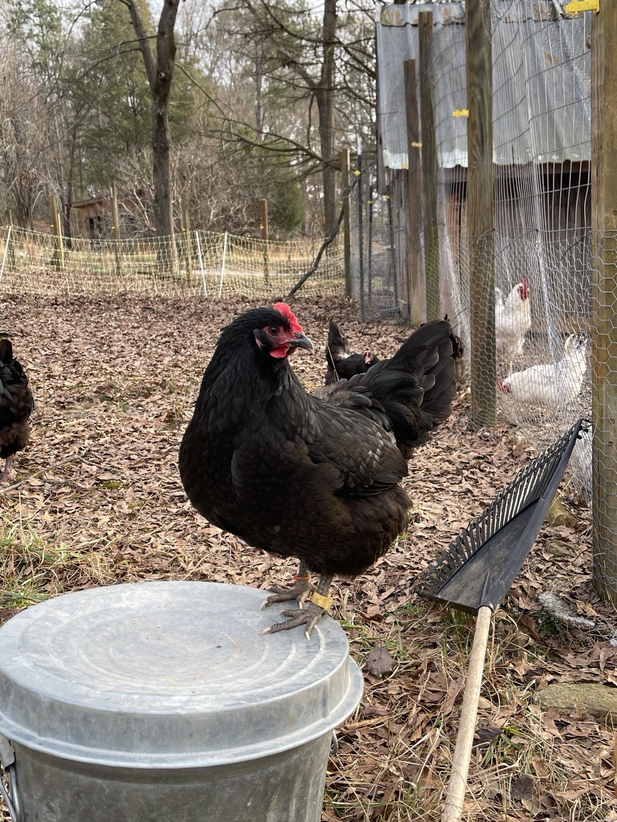 NPIP Certified Australorp Hatching Eggs 12+ 2
