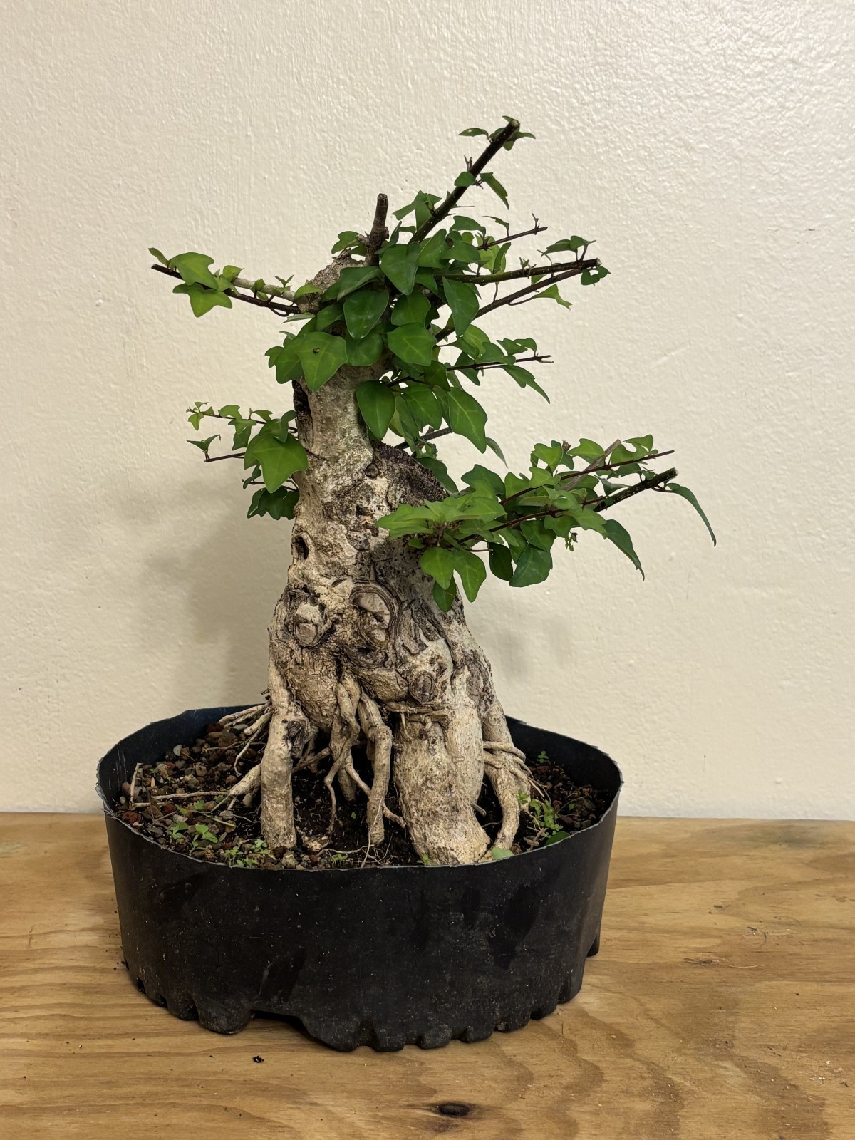 Big Gmelina philippensis (Parrot's Beak) Plant - Pre-Bonsai - Huge Nebari