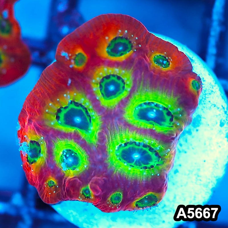 Item#A5667FM5657(S) WYSIWYG Spicy Lemon Favites Frag