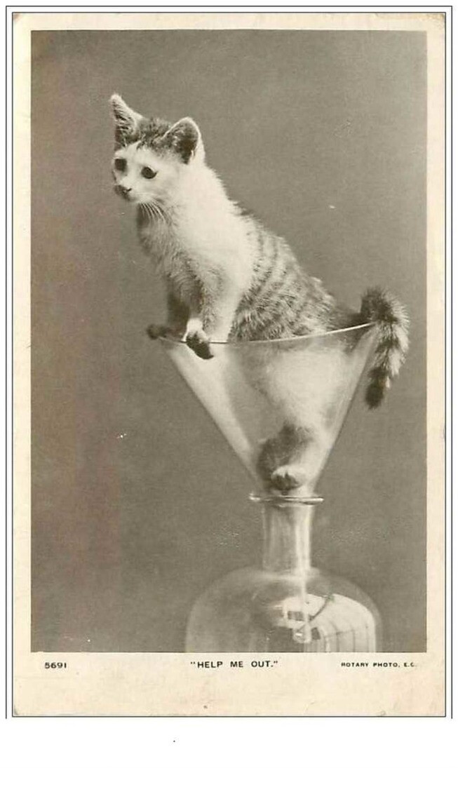 Cats No. 2029 Kitten In A Funnel. Help Me Out