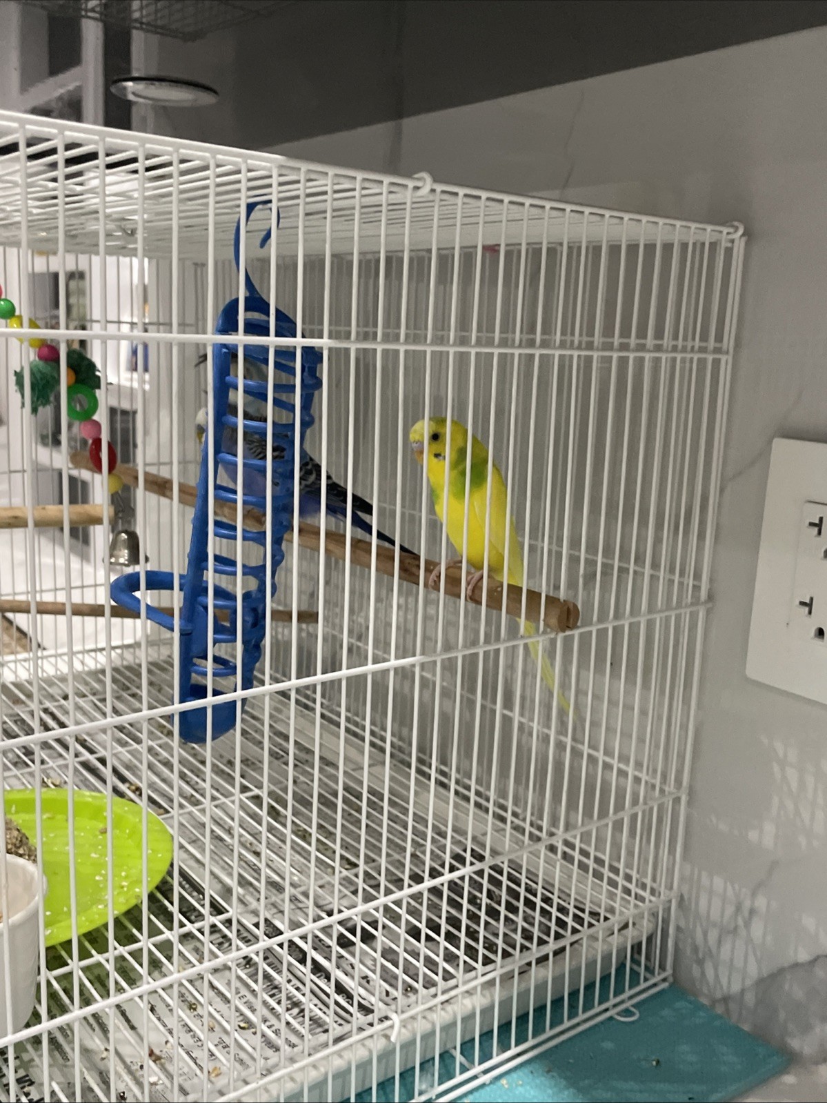 Free Birds If You Want Contact Us Three Budgies