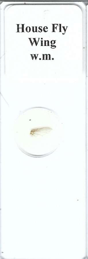 House Fly Wing w.m. Microscope Slide