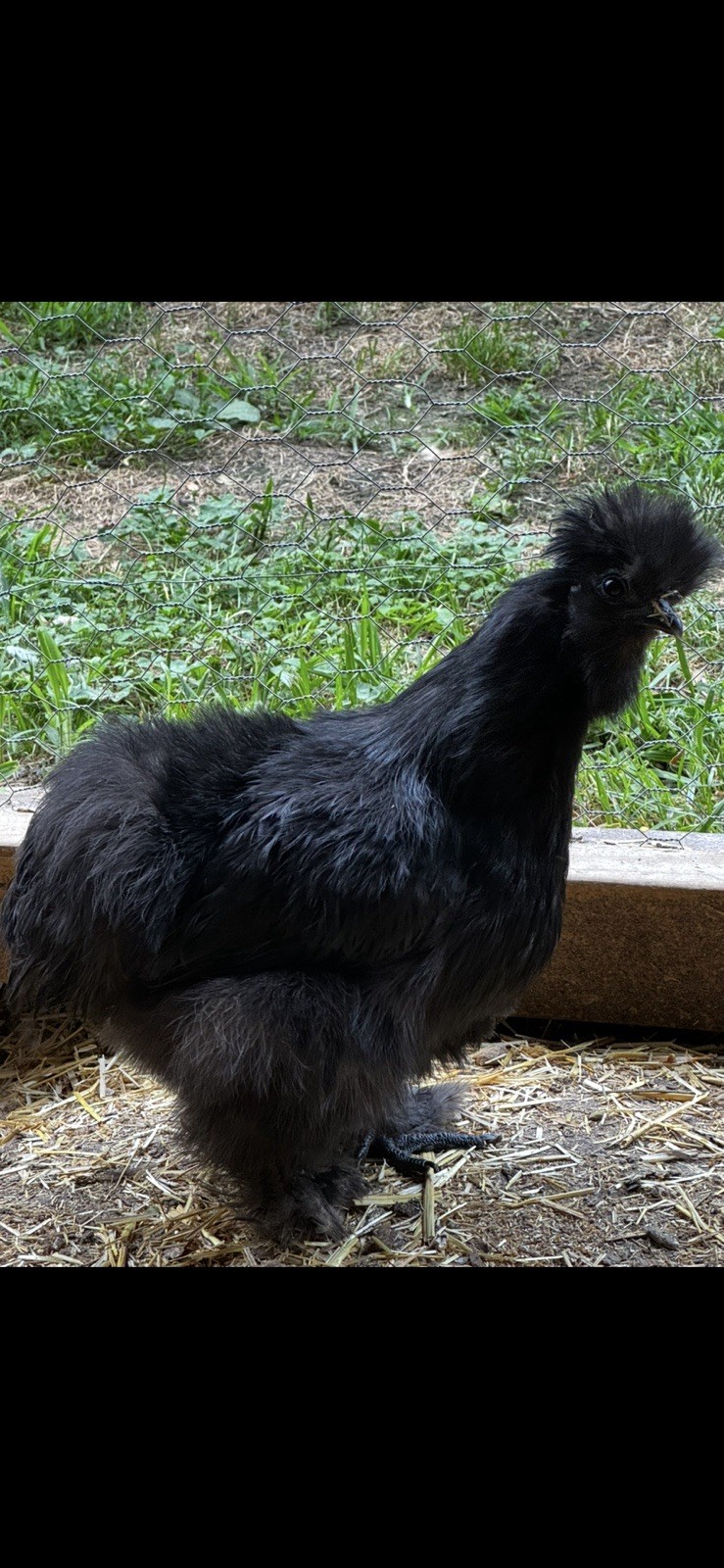 Black Silkie Hatching 🐣 (6) Eggs 
