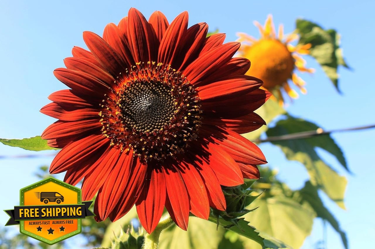 Sunflower Seed Packets 50 Assorted Bulk Garden Flowers Planting