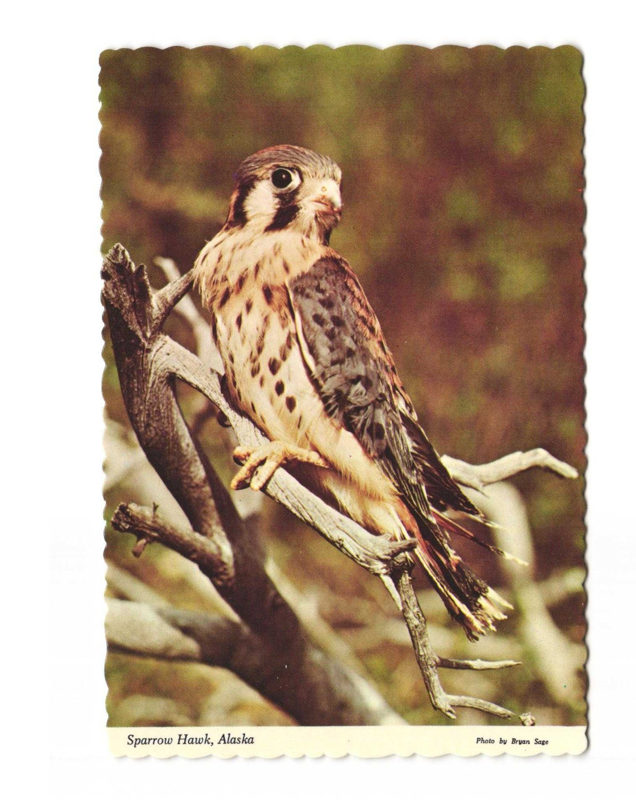 Sparrow Hawk Falco Sparverius Vintage Postcard Unposted 