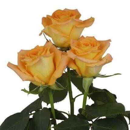 Orange Roses 100 stems