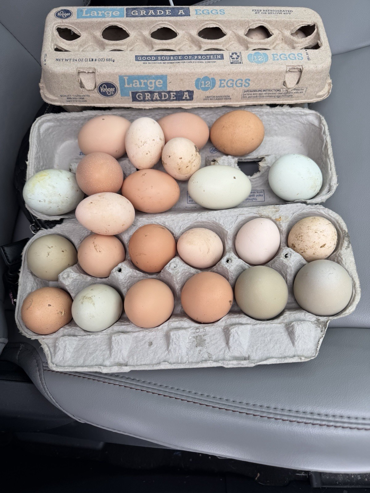 12++ BYM hatching eggs