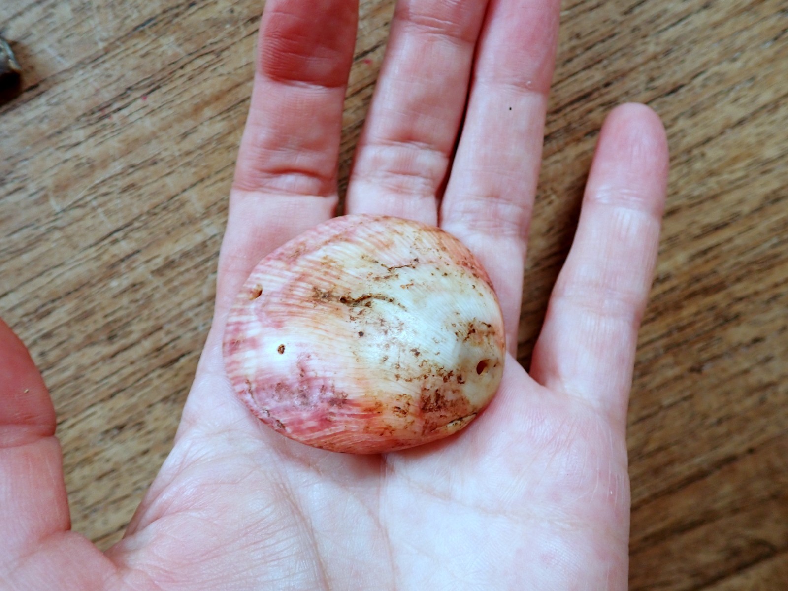 Baule West Africa Shell Currency Clam Shell Ornament Antique Tribal African