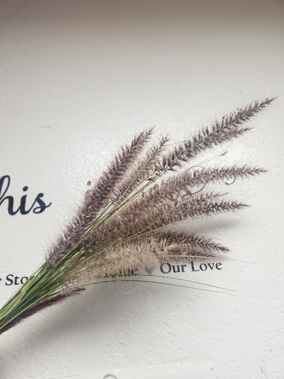 Bundle Of Fountain grass (Pennisetum)  20 Stems In Is each bundle