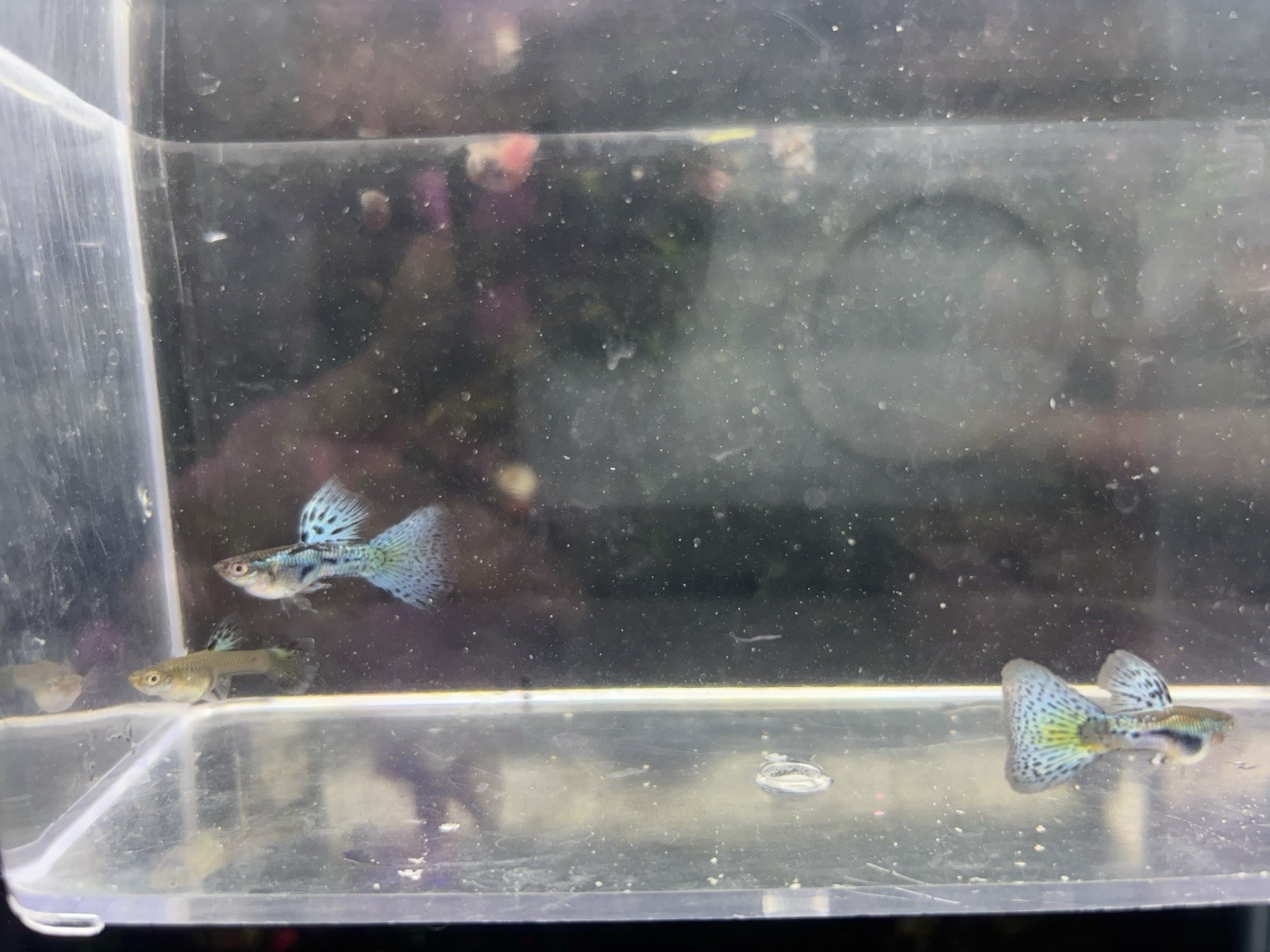 Lot of 15 Grass Guppies Live Freshwater Tropical