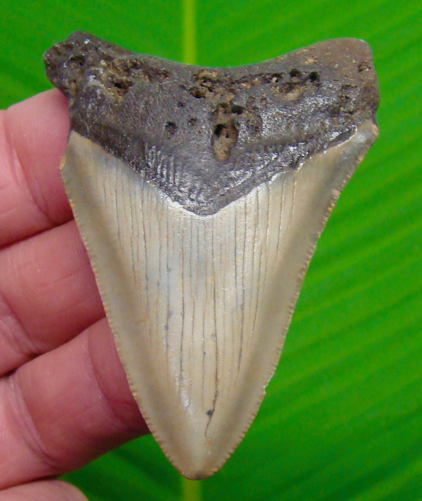 MEGALODON SHARK TOOTH  - 2.90 in.  REAL FOSSIL MEGLADONE 