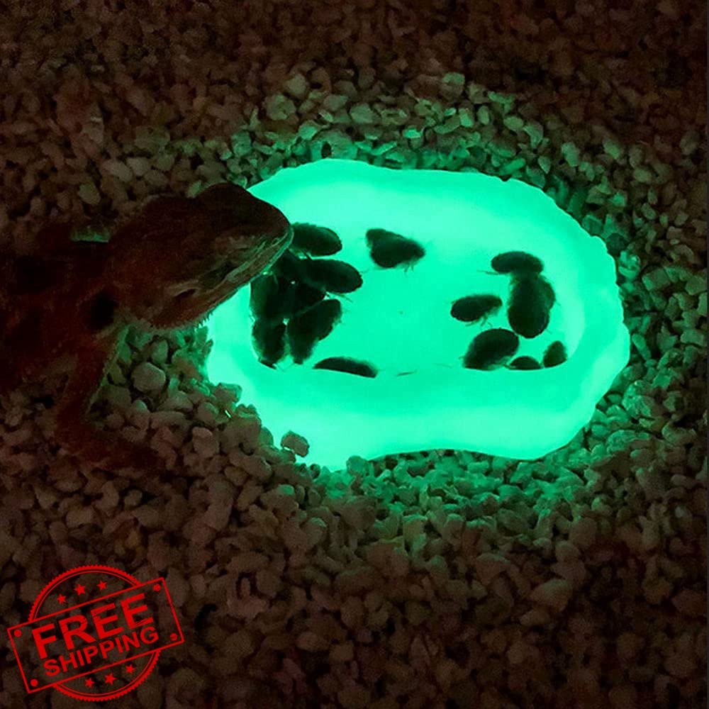 Reptile Water Dish Rock Feeder Bowl, Terrarium Decor (S, Green Glow)