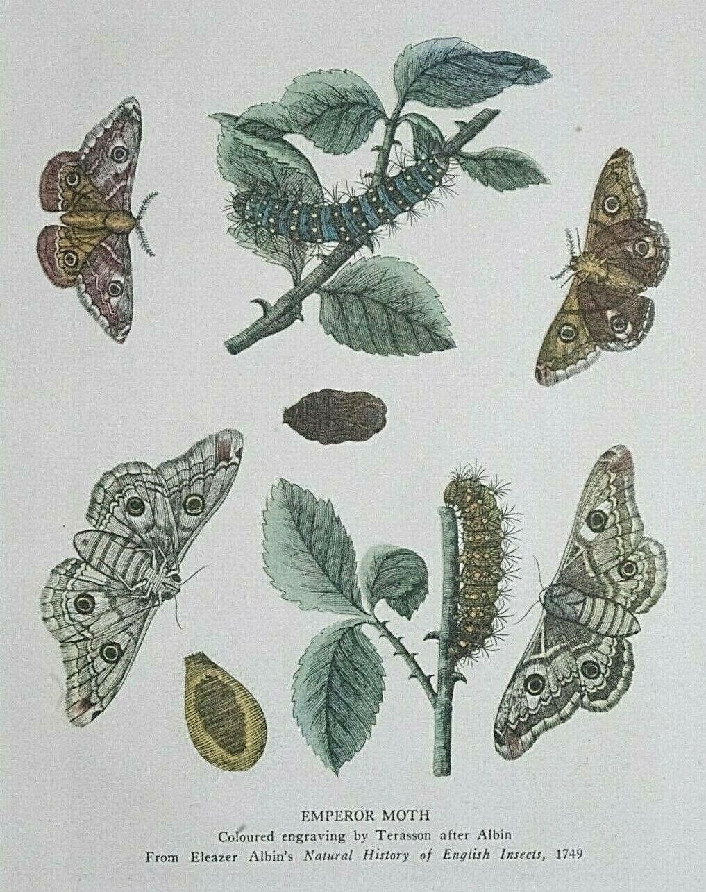 EMPEROR MOTH, CATERPILLAR, ETC.  Terrason / Albin - Print C1943