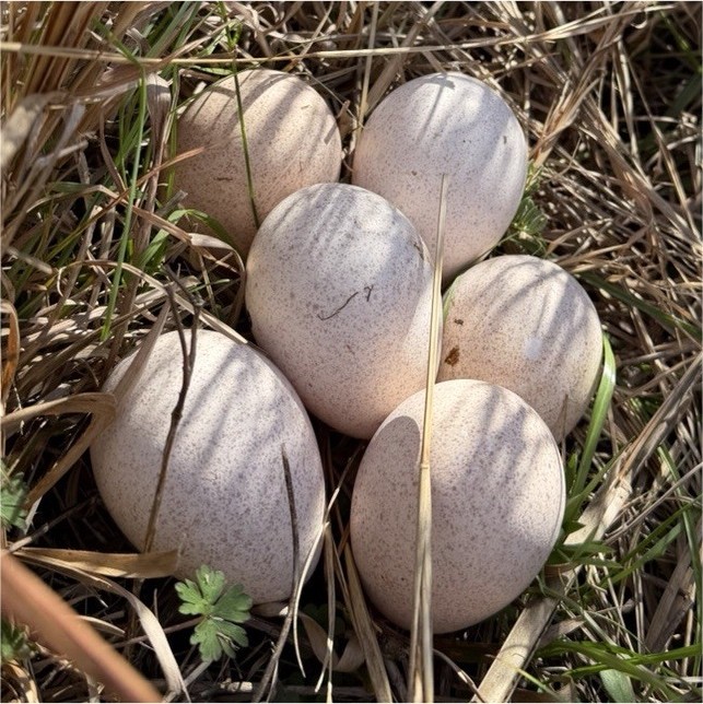 Turkey Hatching Eggs — Mixed Colors — Poultry Species Hatching Eggs