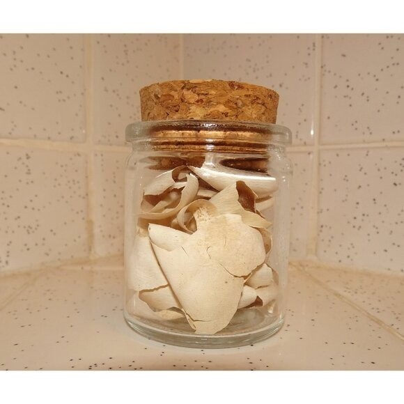 Glass Oddity Jar Yellow Bellied Slider Turtle Egg Shells curiosity goth vial